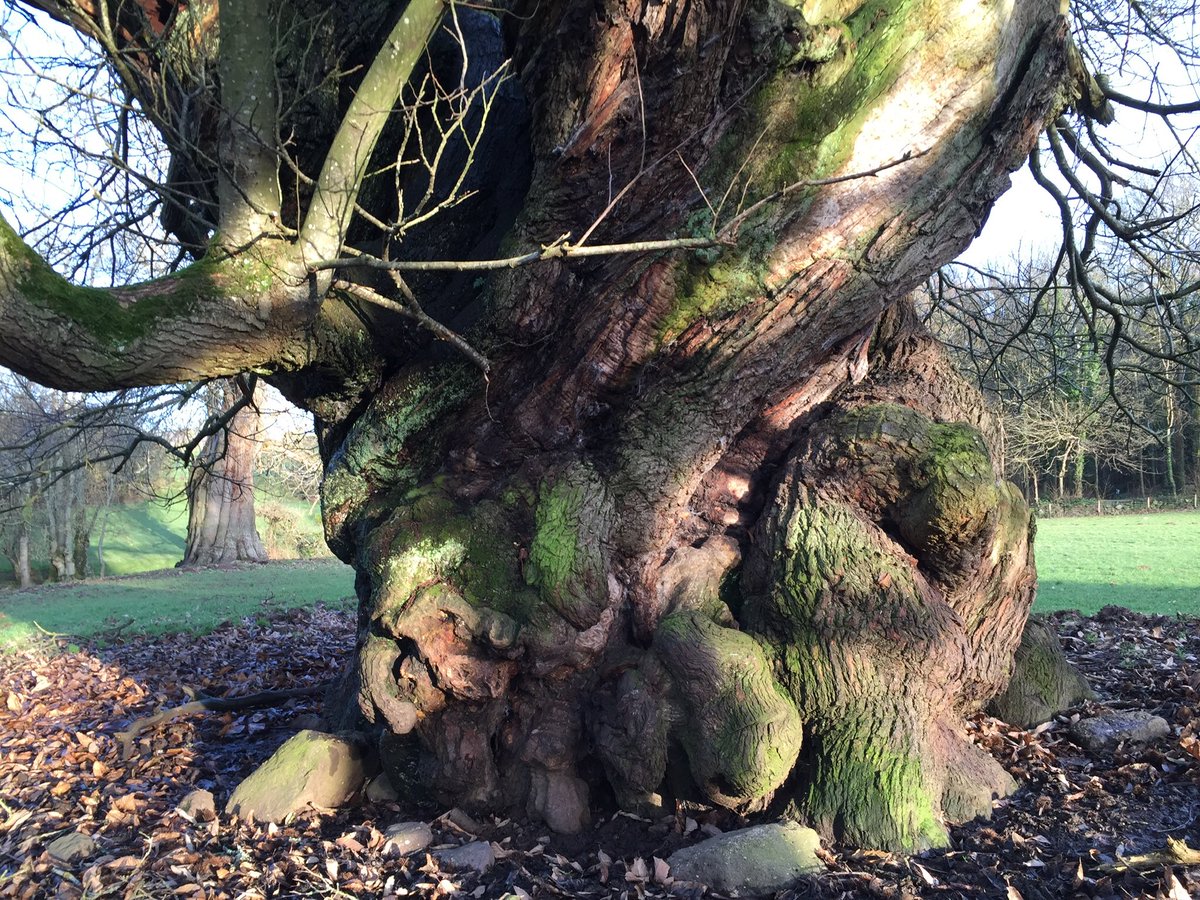 One of the biggest of the ancient sweet chestnut trees at #Bigsweir. Well over 8m round. Still full of life. #ancienttree #Gloucestershire