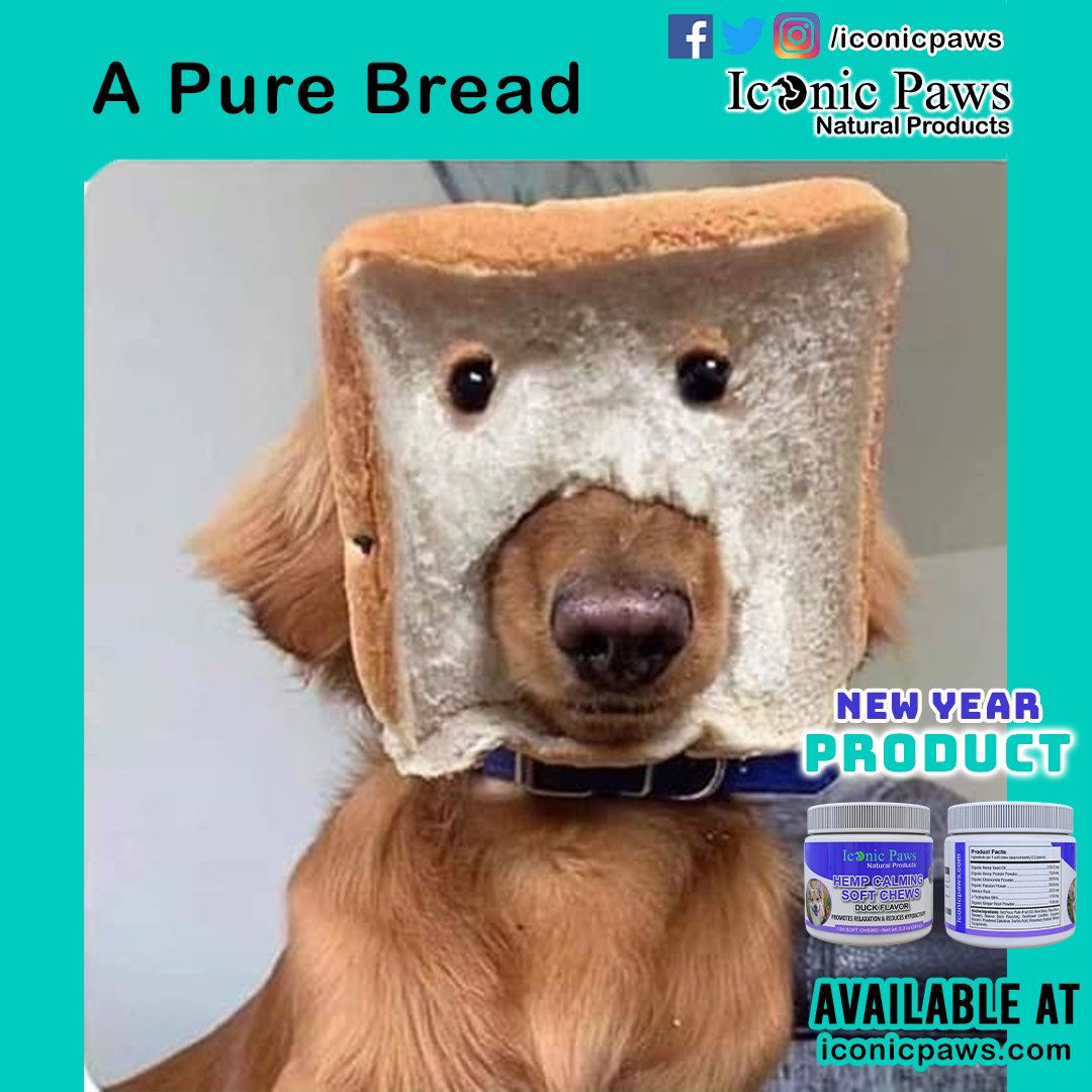 IconicPaws's tweet photo. 🔴 Follow @iconicpaws for more awesome #dogposts and products. 

🔵 Make your #dog healthy and active all the time. 

✅ Visit 👉 https://t.co/dQufRQArp3 for healthy #dogproducts ❤ 

#dogposts #iconicpaws #dogfood #dogsfood https://t.co/bszM876Deg