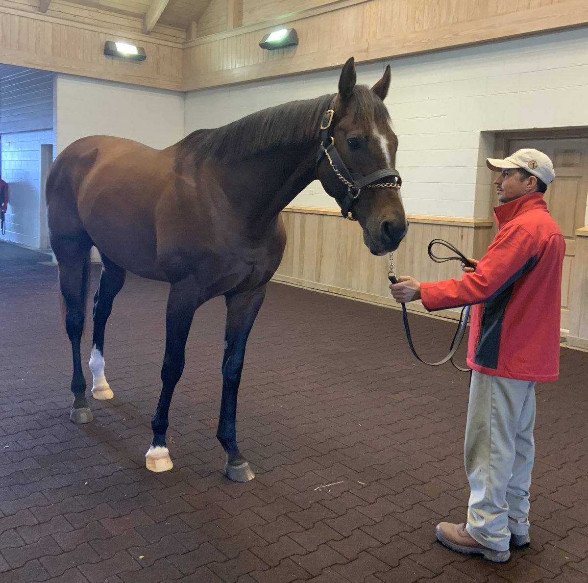 nancygsexton's tweet photo. Pleased to see Mucho Gusto push Mucho Macho Man into G1 territory - a very tough horse himself and offers something a bit different as a Great Above descendant. But he doesn’t have huge numbers; Mucho Gusto is one of just 69 foals from his first crop https://t.co/sdW1FL9F3p