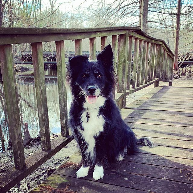 AdriMichaelis's tweet photo. Back to the states, back to dissertating, and back to hanging out with this photogenic gal. https://t.co/9QOzLom6we https://t.co/3DgeUngBKC