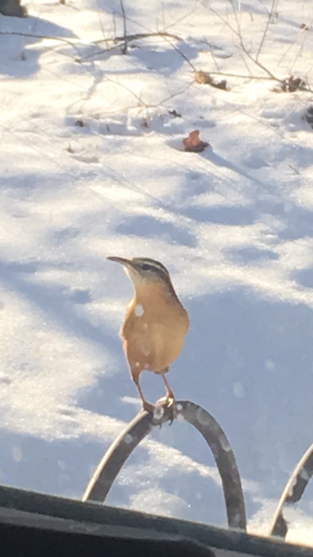 TheDailySimba's tweet photo. Our little serenade yesterday morning came from this visitor! He didnβt even move when he spotted us through the window! Just kept singing πΆπ»π¦#justkeepsinging #thedailysimba #catsoftwitter #catsofinstagram https://t.co/snzvL2ENVA