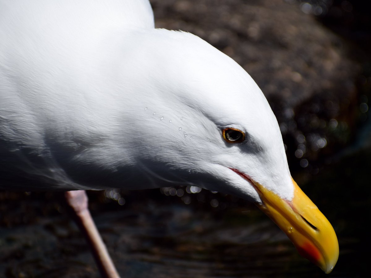 dailyphotosourc's tweet image. Just as the bird needs wings to fly, a leader needs useful information to flow. Leaders learn.
- Israelmore Ayivor, Leaders&apos; Ladder
#photography #photographyeveryday #dailyphoto #photooftheday #quoteoftheday #quote