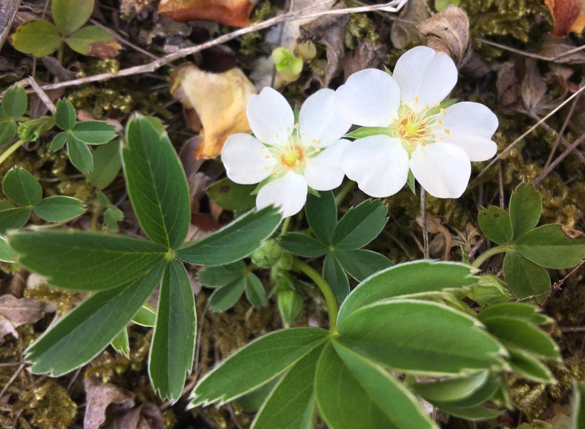 おはようございます😃
ユキシロキンバイ🌸
バラ科の多年草でヨーロッパ原産で 別名：ポテンティラ・ウランゲリアナだそうです😅
20年程前に購入しましたが少しずつ株が大きくなり毎年花が咲きます、大きさは丁度桜の花と同じ位で可愛いですよ💕
※朝迄ウトウト寝不足気味です😢
今日は寝て曜日w😴😅