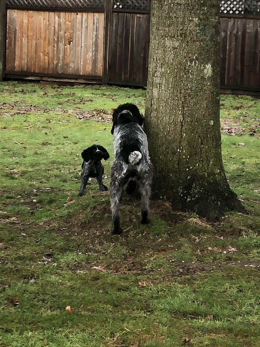 czarofbar's tweet photo. There was some “squirrels are in the trees” teachn today....then a big sleep followed. #gwp #cabelascanine #sdatv https://t.co/PMjST5bRH2