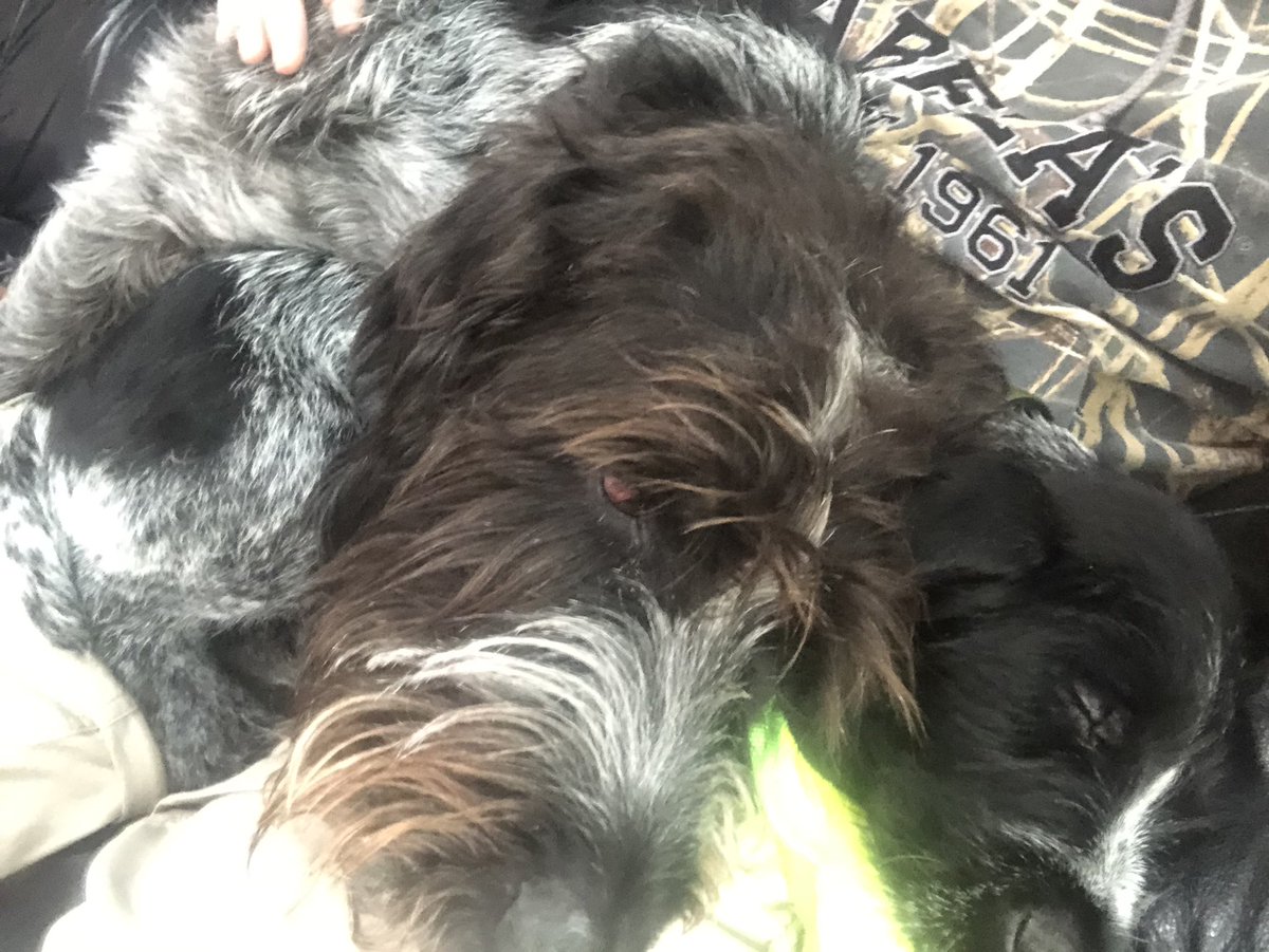 czarofbar's tweet photo. There was some “squirrels are in the trees” teachn today....then a big sleep followed. #gwp #cabelascanine #sdatv https://t.co/PMjST5bRH2