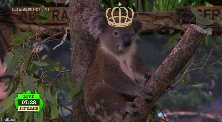 VNDrache's tweet photo. Twitter hat grad gewählt...

#DschungelkönigIn 2020 🙌🎉🎊🍾

#ibes https://t.co/xWVvBOFpuf