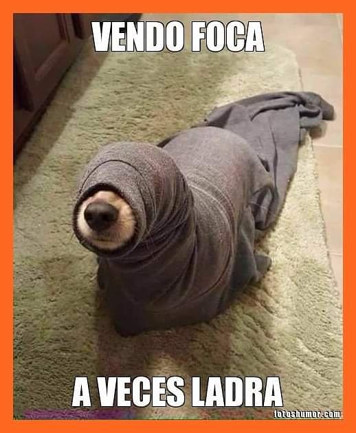 ElDesertFox's tweet photo. Los que no saben de focas, por favor no comenten. Perjudican la venta.
#alasita
#comprame https://t.co/7GH7ZgJWL8