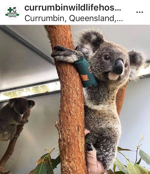2interativa's tweet photo. #AustralianDay🇦🇺 #SaveTheKoalas 🐨 🐨#SaveTheAnimals🦘🦘They still need help. 🆘🇦🇺🐨🦘Link:https://t.co/w1ZqSntQr0… gofundme 🐨#HowToDonate #CurrumbinWildLifeHospital 🇦🇺🐨🦘🏥 is one of the busiest wildlife hospitals in the world, admitting over 11,500 patients each year.” https://t.co/eZu4YzwaMr