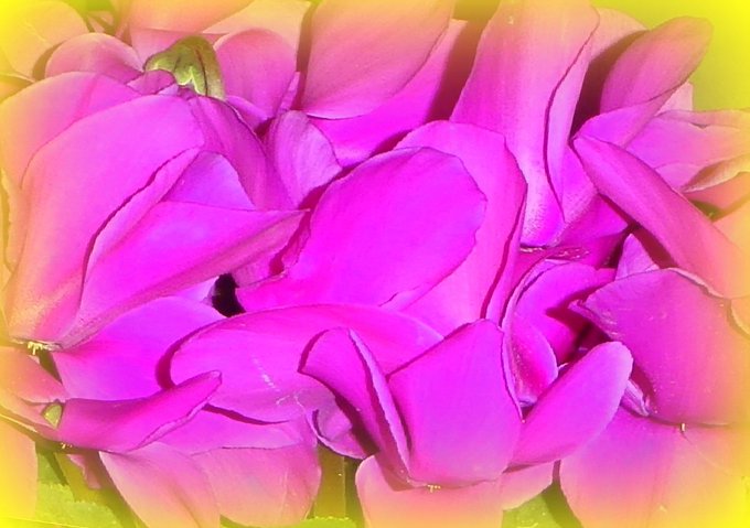 サクラソウ科のtwitterイラスト検索結果