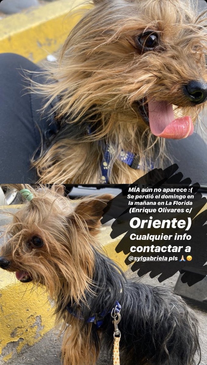 🔴 Ayuda a todos !!! Hay recompensa. Todo por tener a MIA de vuelta en casa ❤️ pegamos papeles pero ya los han sacado! Seguiré poniendo. No pierdo la fe ❤️