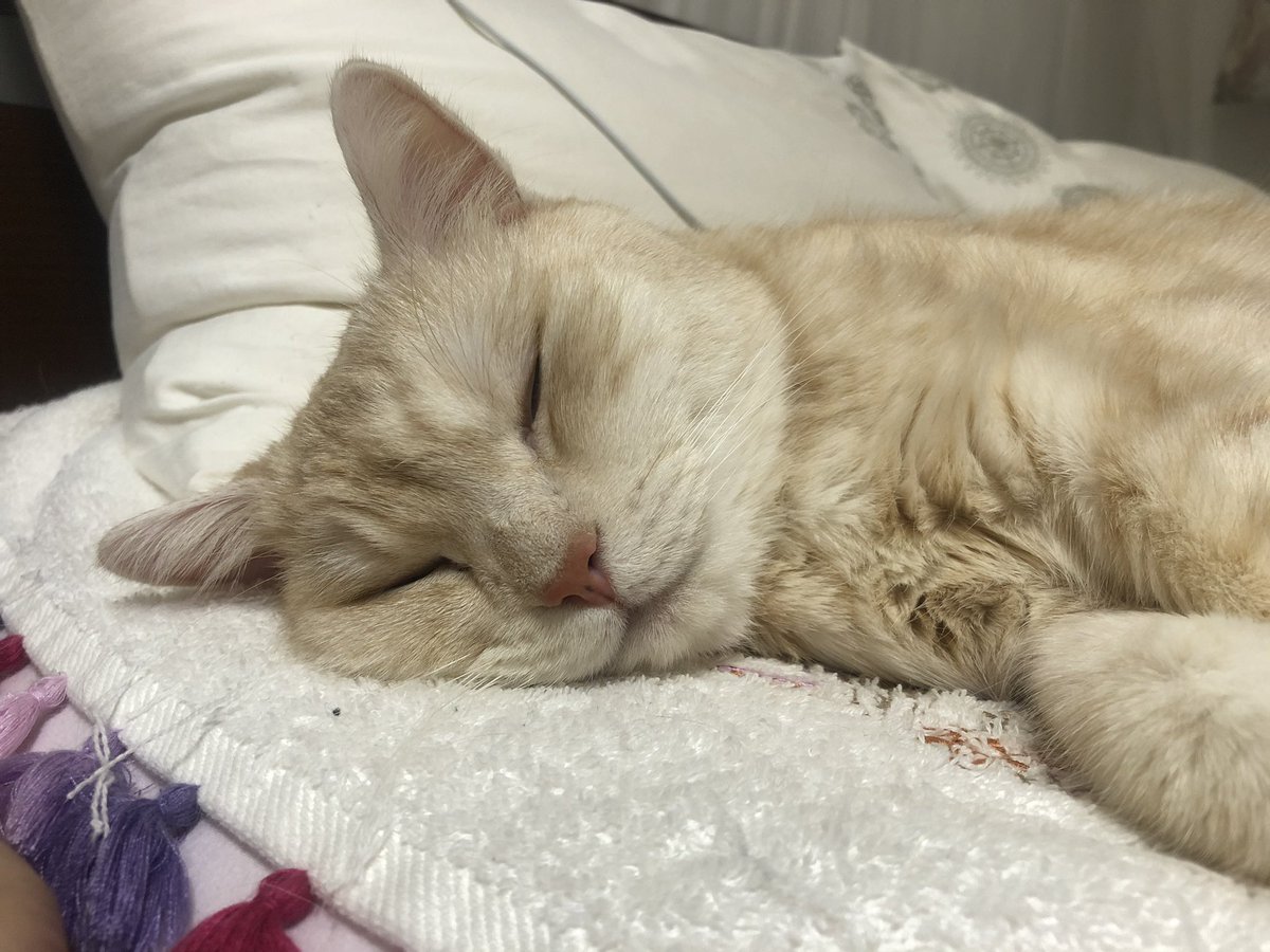 jillkun0728's tweet photo. J🐱
おは…よ.....ぉ💤💤 https://t.co/Stjig1pmHg