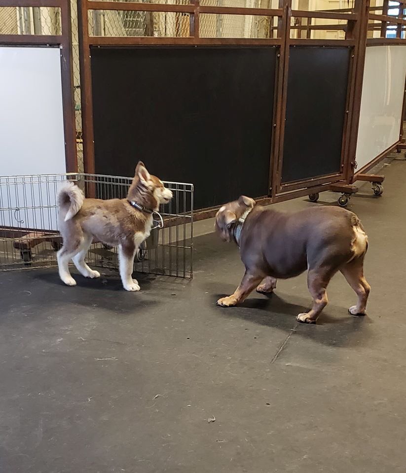 SkidsRun's tweet image. Floki and Havoc playing in Saturday Doggy Daycare.  #Yegdoggydaycare #yegdogs #edmontondogs