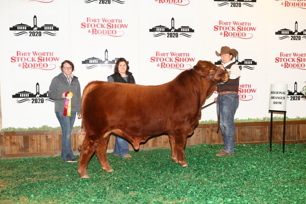 TRIOCattleGen's tweet photo. .and, MCR “TURBO” 600/9
Reserve Senior Calf Champion.This stylish power house is sired by Dos XX’s T-N-T, the 2018 World Brangus Congress Reserve Grand Champion. Owned with McDonald Ranches. See these two standouts in San Antonio & Houston. #GoBrangus #TrioCG https://t.co/8yIzaDSKQp
