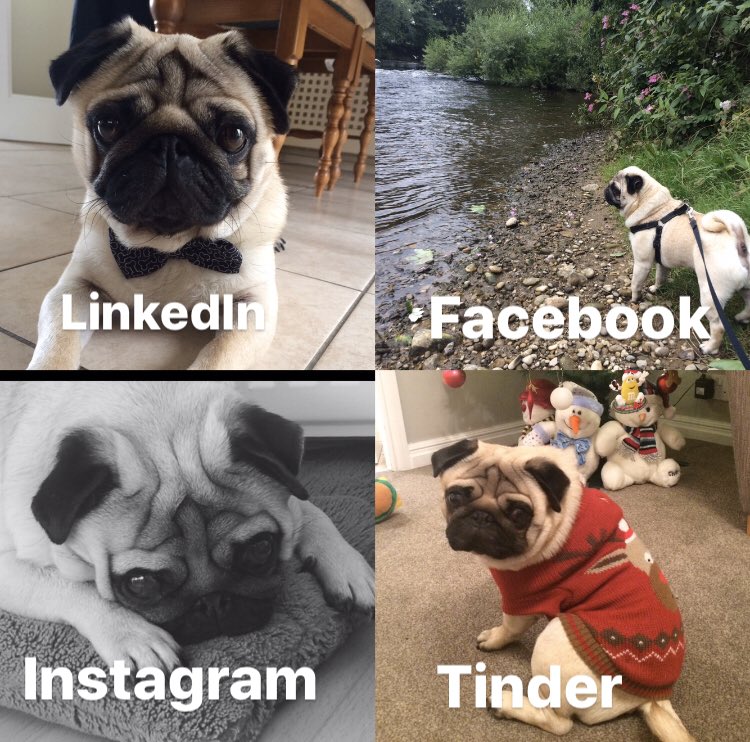 dexterpuggie's tweet photo. Ok had to give this one a go  🐶 pug style #dollypartonchallenge #pugs #puglove #puglife https://t.co/YNqez1W76c