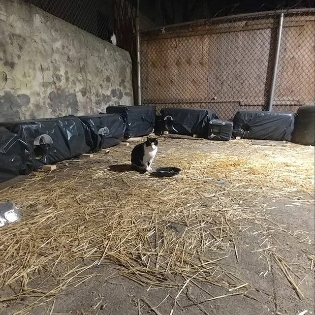 felineshelves's tweet photo. The greatest reward comes from the good we can give to others. To truly understand another. #bringcatsindoors #felineshelves #tnrsaveslives #tnrworks #tnr #streetcat #streetcats #catfostersrock #cats #cat #gato #gatos #catsofinstagram #gatosdeinstagram https://t.co/dFTVittH3I https://t.co/wciWKFGObE