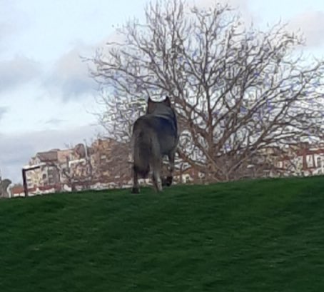 ALERT | A confirmed wolf sighting has been made in James Bay. Patrol officers &amp; BC Conservation officers are responding. Follow this link for info on what to do if you spot it: env.gov.bc.ca/bcparks/explor… #yyj