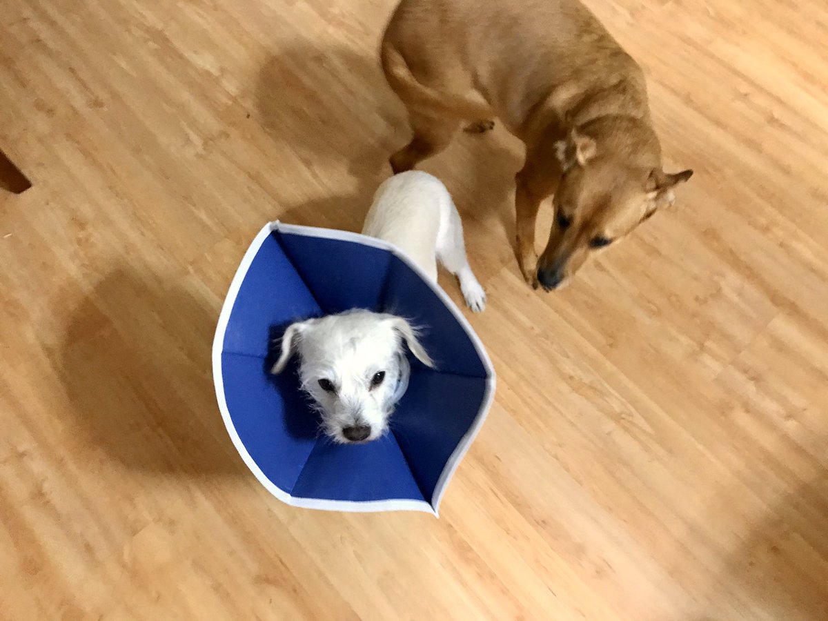 thepetdads's tweet photo. Poor snoopy had to go to the emergency vet tonight after injuring his paw. Piper was so glad when we brought him back home! We are so blessed that he is doing well- but he’s limping and tired, and does not like his cone! He will be a flower for about 2 weeks. #dogcare #veterinary https://t.co/4Mj6HjVgKq