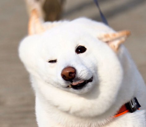 身震いしている柴犬を撮影したところ 世界レベルのかわいさに これはお餅w Togetter