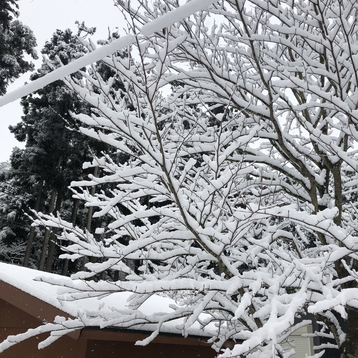 mchhakone's tweet photo. おはようございます❗️
現在の箱根仙石原は積雪10cm、この後もお昼過ぎまで降雪の予報となっていますので
本日は臨時休業とさせていただきます。
ご迷惑をお掛けしますが、ご了承くださいm(_ _)m
#臨時休業
#仙石原
#箱根雪 https://t.co/ySx1mUmem7