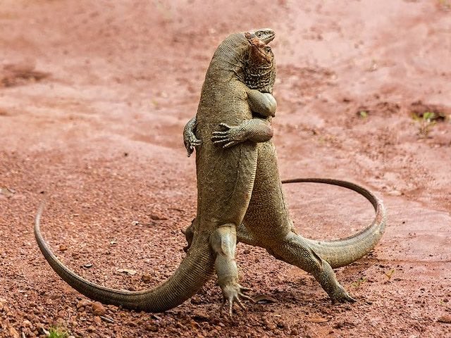 Go Ando Preducts The Guild 在 Twitter 上 おもしろ野生動物写真アワード シロクマが一番好きだ Our Favorite Finalists From The Comedy Wildlife Photography Awards T Co 6fkot02bfq T Co 9qsbm2vhap Twitter