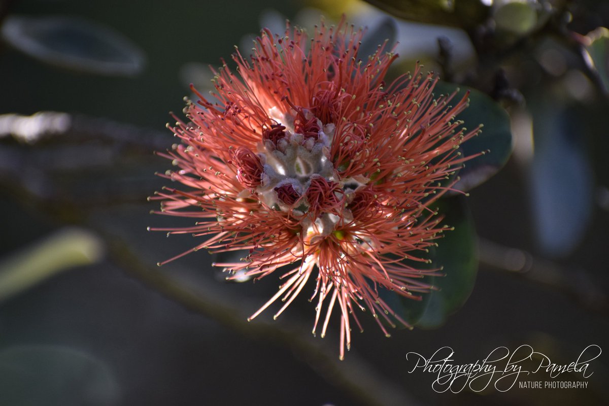 photos96743's tweet image. Lehua flower is starting to blossom at the nature park. That means the birds will be coming back around.❣
#lehuaflower #redblossoms #redflower #photographybypamela808