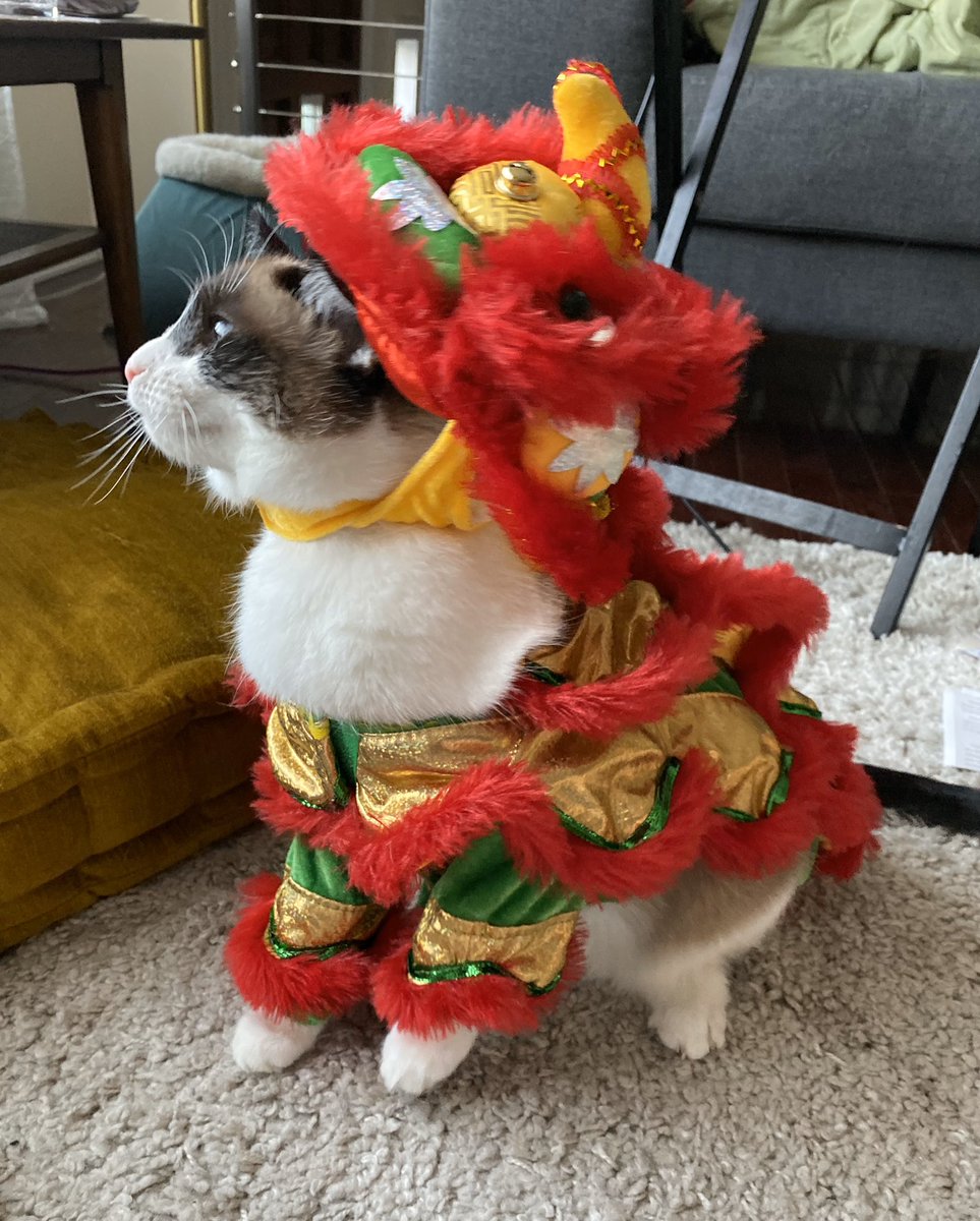 Happy lunar new year!!!! 🐉 🌼🎊🍊