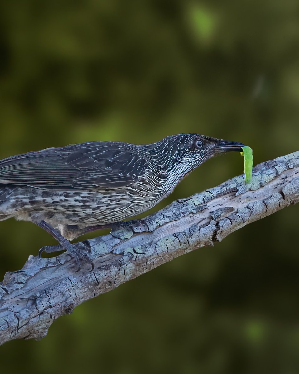 A Little Wattlebird found something to eat
 
#90daychallenge #wattlebird #birds #nature #wildlife #birdphotography #naturephotography #birding #bestbirdshots #thebirdingsquad #birds_captures #birdwatching #birdlovers #birds_adored #best_birds_of_world  #planetbirds