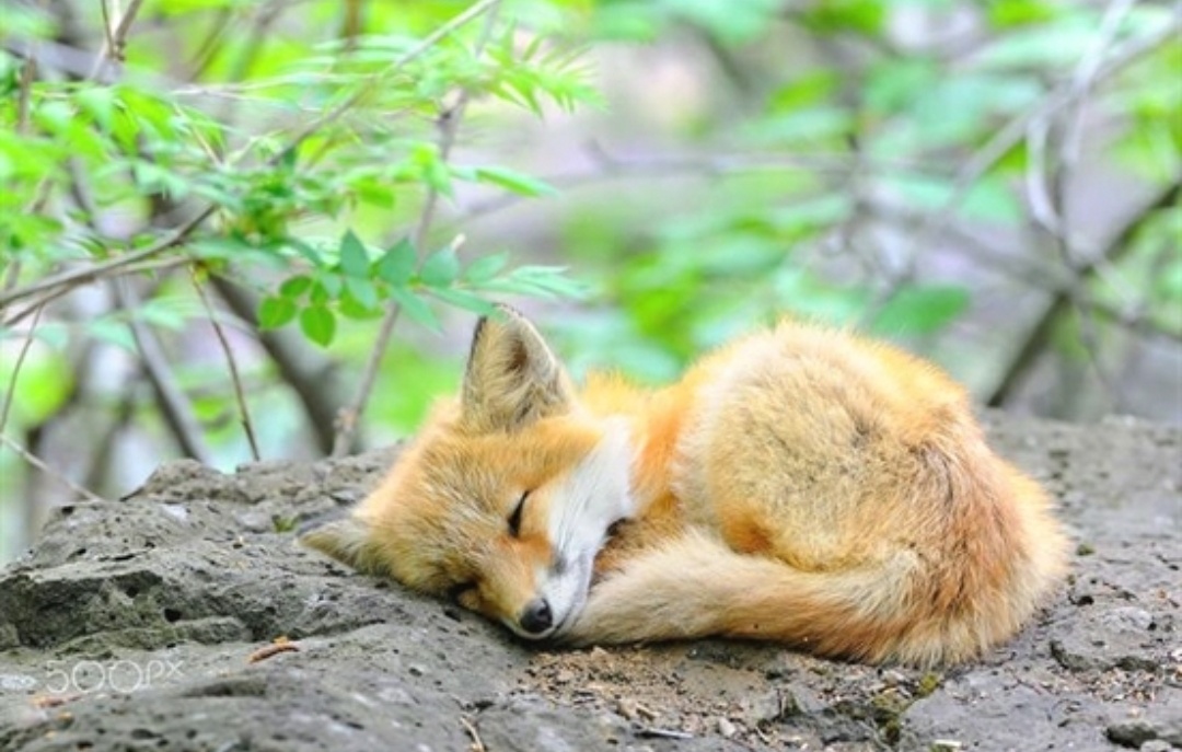the_dailyfox's tweet photo. Peaceful #dailyfox https://t.co/AaoYP9Bt7t