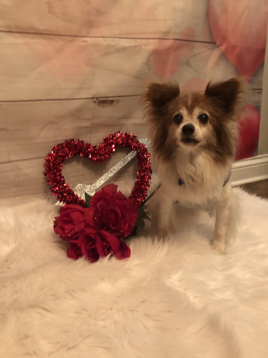 skthomp1481's tweet photo. Bowie one of  the best rescue pups ever! Senior dog rescue is the best! https://t.co/vnspr3tDhC