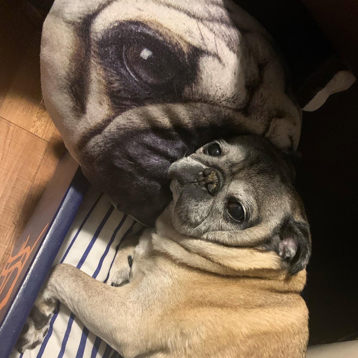 pugwithattitude's tweet photo. Goodnight ✌🏻 https://t.co/5VESOtFSlx