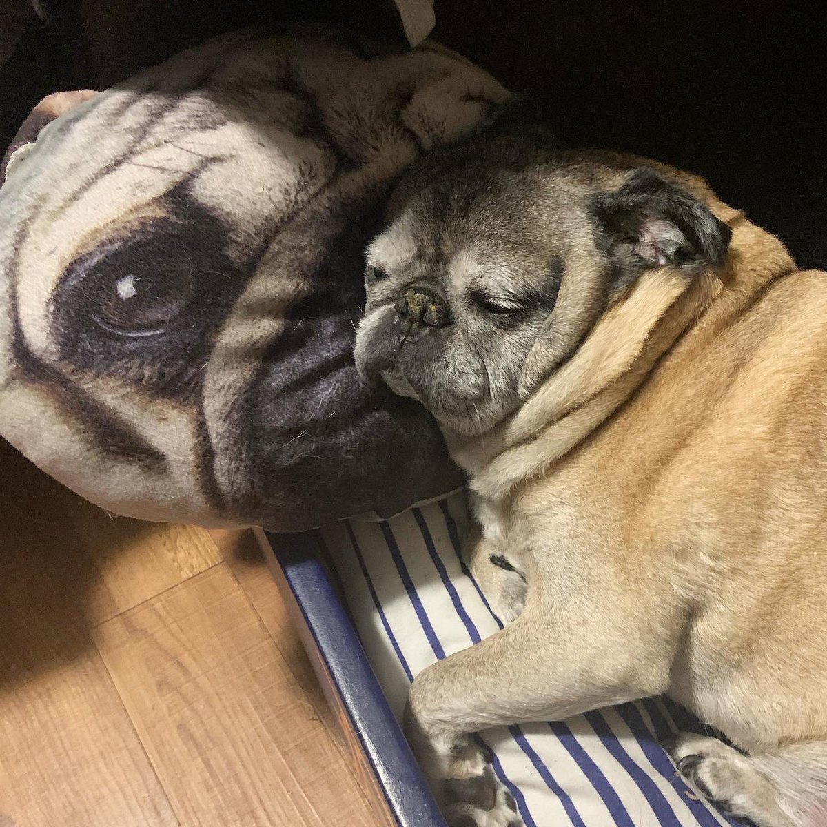 pugwithattitude's tweet photo. Goodnight ✌🏻 https://t.co/5VESOtFSlx