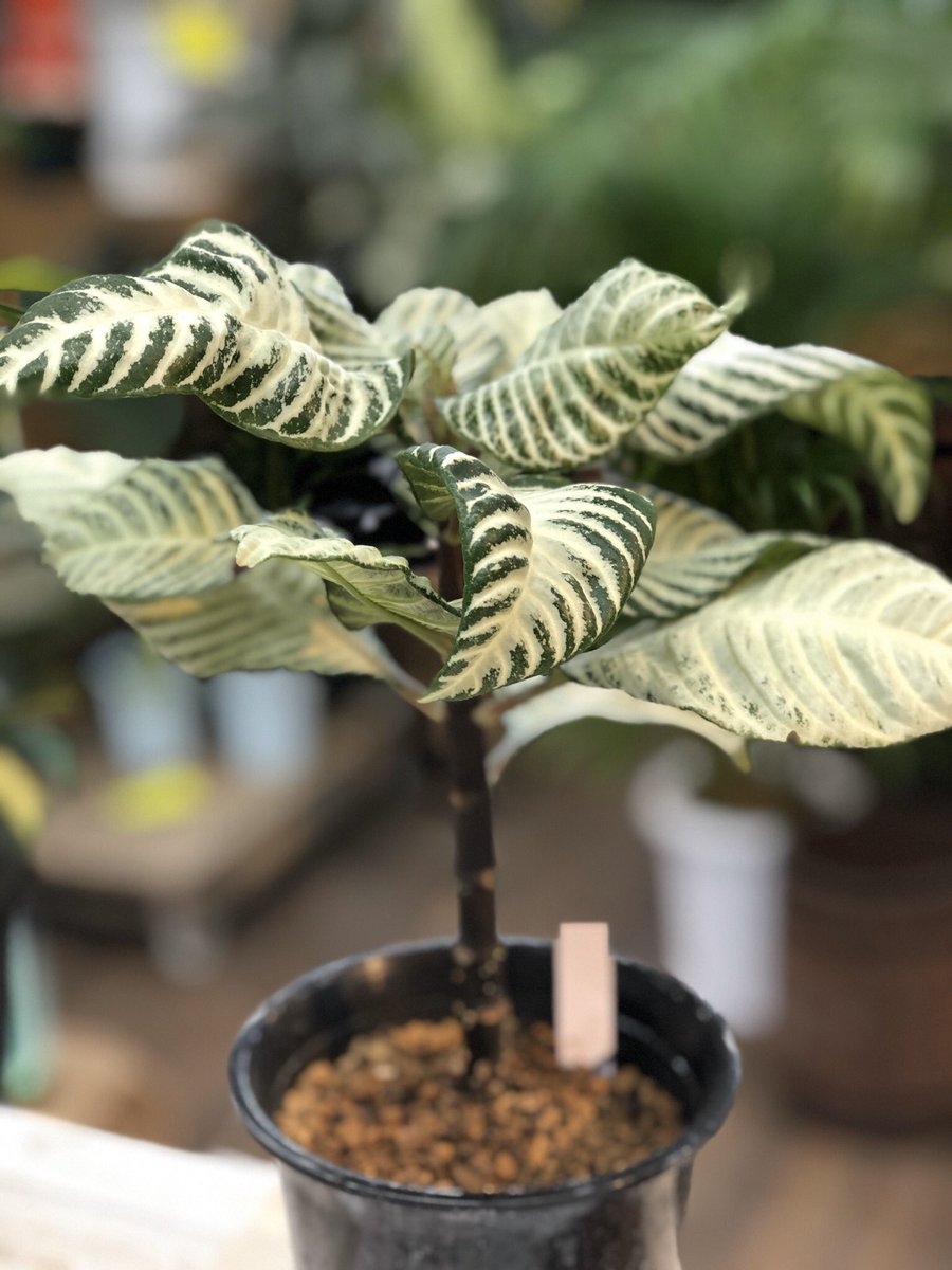 ファニープランツ V Twitter 種名 アフェランドラ ダニア 耐寒性 10度以上 耐暗性 特徴 白い柄がきれいな低木 寒さには弱いですが 黄色いきれいな花が咲きます 置き場所 暖かい室内 Funnyplants ファニープランツ 栃木 小山市 観葉植物専門店 インテリア
