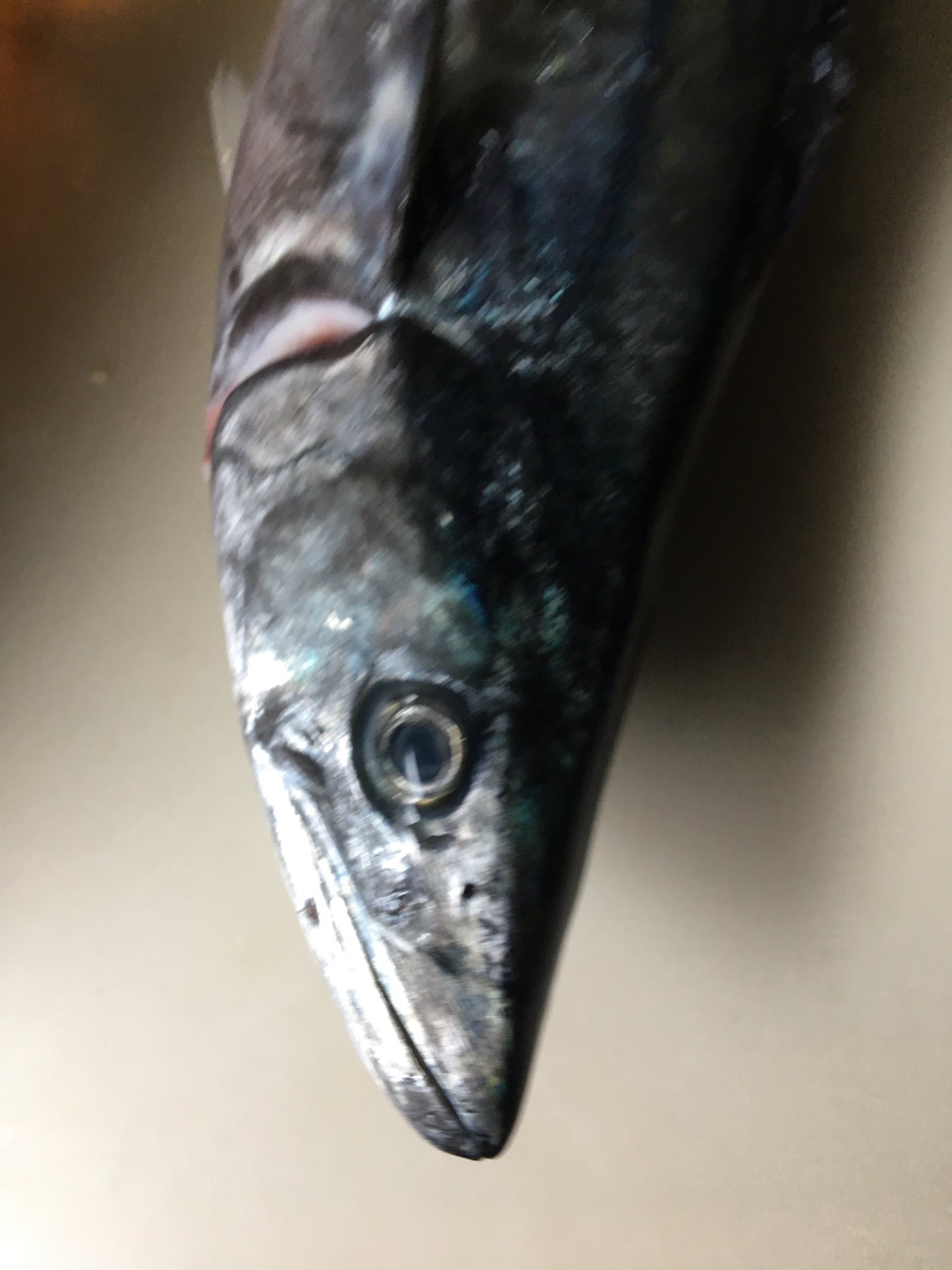 青物ルアー船 Twitter Search Twitter