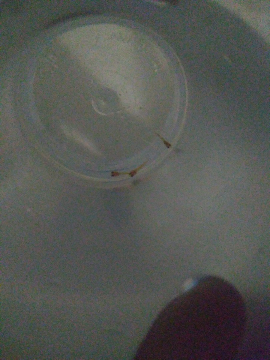 misael_duarte's tweet image. #fishtanklife #peixesornamentais #peixeornamental #ornamentalfish #gardenpond #pondfish #fishkeeper #fishkeeping #pond #fishponds #fishpond #pondfishing #aquarismo #aquariophilie #aquariofilia #aquario #aquarios #peixes #peixe #fish #fishtank #f4follow #l4like #jardimdomisa