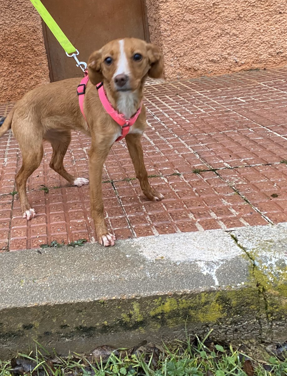 fundarcanoe's tweet photo. Tenemos nueva #victimadelabandono #sinchip despues de #días sin reclamarla nadie hemos decidido llamarla #violeta #violetaarca #cachorra #tresmeses @fundarcanoe @medioambientecm @ComunidadMadrid https://t.co/JWBi3A1RYx