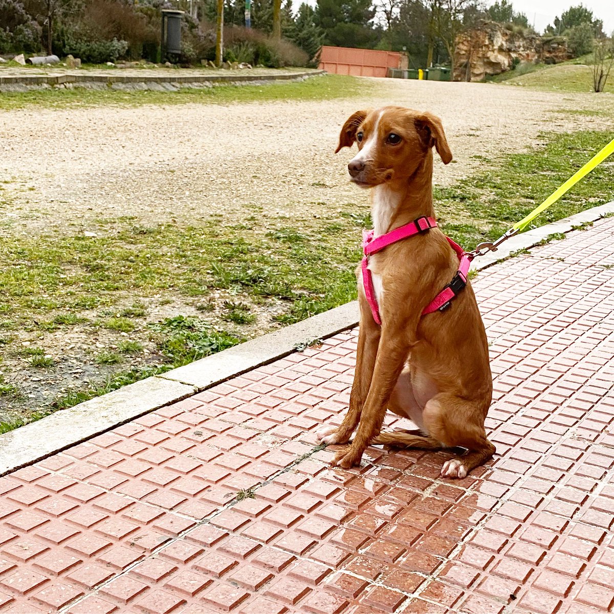 fundarcanoe's tweet photo. Tenemos nueva #victimadelabandono #sinchip despues de #días sin reclamarla nadie hemos decidido llamarla #violeta #violetaarca #cachorra #tresmeses @fundarcanoe @medioambientecm @ComunidadMadrid https://t.co/JWBi3A1RYx