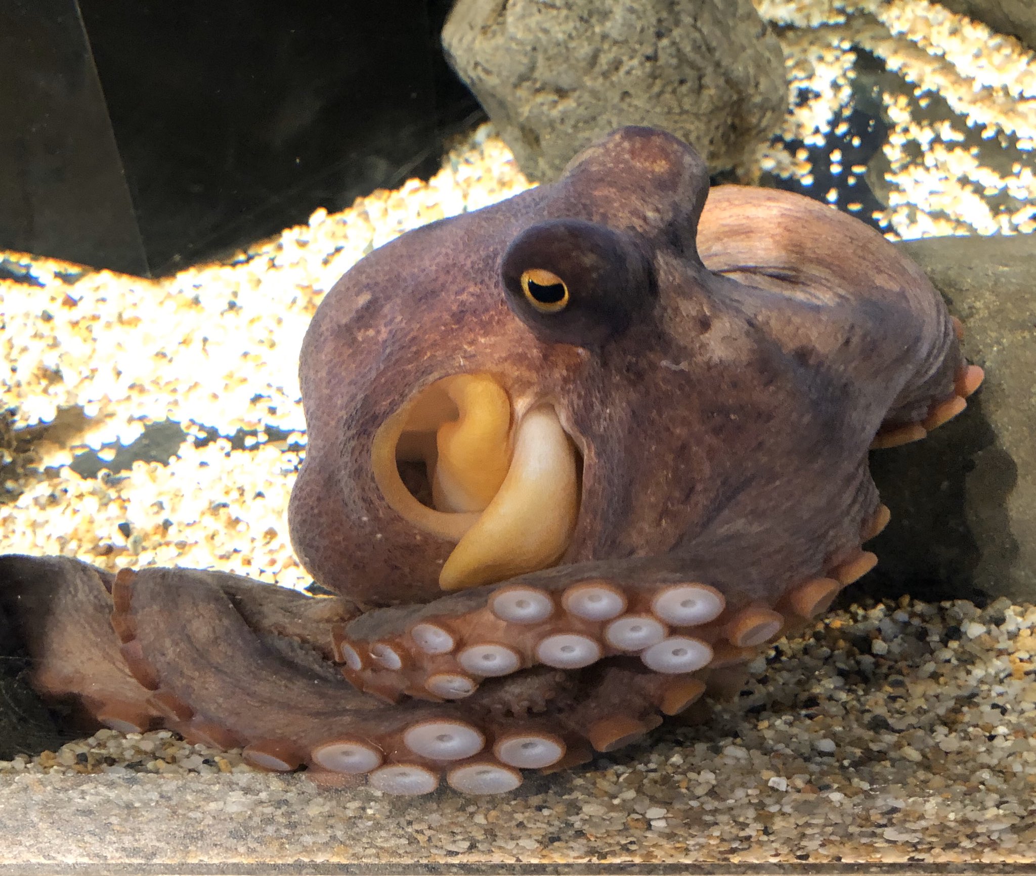 専用 瀬戸内海でとれたマダコ2kg タコ壺漁で捕っている瀬戸内海産マダコ2キロ（一匹から二匹