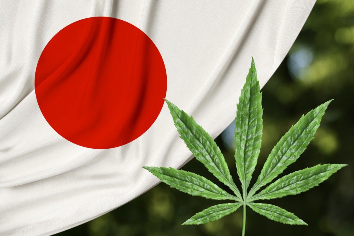 bultraman's tweet photo. 世界を変えるのは大麻バカしかいない✊✨

これまでにどれだけ大麻にお世話になり、時に命を救われ、大麻からインスピレートされた愛や感謝をお還しする時は正に今✊💚💛❤️

ジャパニーズブランドで、今すぐにでも世界と勝負できる自信がある🇯🇵🌿✨

時は来たりと信じています⌛️

あなたはどうですか？ https://t.co/11etOolGOk