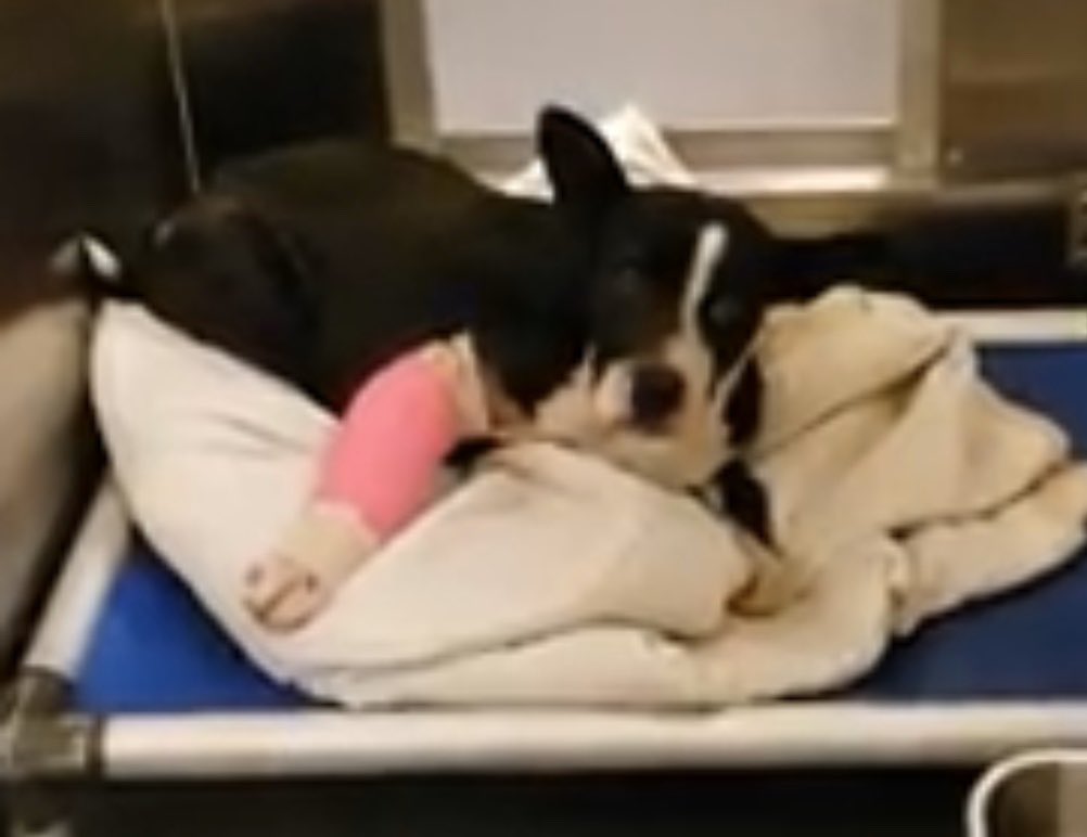 reddogsusie's tweet photo. #TN #MEMPHIS
๐๐SPECIAL PLEA Sally 1yo hw+ HAS AN EXTREME OPEN WOUND ON HER FRONT LEG! A pretty girl who needs immediate Vet care #RESCUE #FOSTER & medical #PLEDFES PLS HELP #A321040
https://t.co/jiarn1JWCO https://t.co/McDgieqvIF