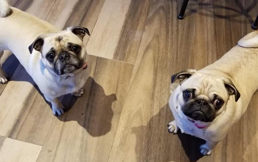 umwpugrescue's tweet photo. These 2 cuties arrived today all the way from Illinois. Emma (3) and Ariana (1). Their story will be posted on our website soon. #Ottawa #613 #yow #AdoptDontShop #Ottawadogrescue https://t.co/TEnzg3ZRsk