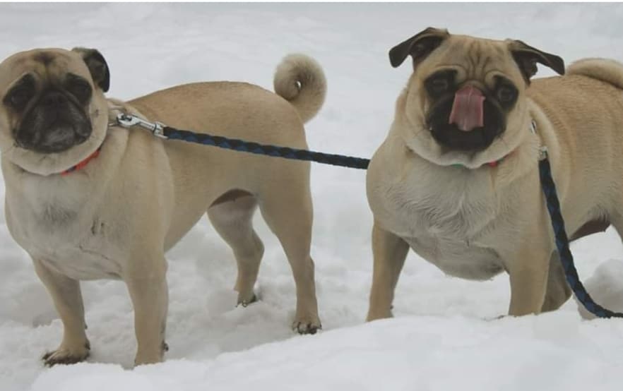 umwpugrescue's tweet photo. These 2 cuties arrived today all the way from Illinois. Emma (3) and Ariana (1). Their story will be posted on our website soon. #Ottawa #613 #yow #AdoptDontShop #Ottawadogrescue https://t.co/TEnzg3ZRsk