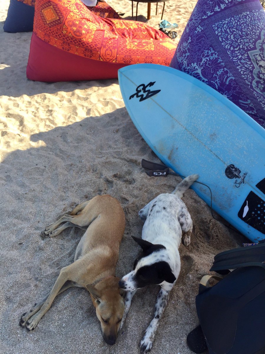 dahuibali's tweet photo. Dog days on the beach https://t.co/1JyOOxE4ry