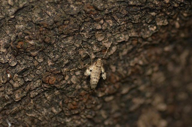 eiichi_ta's tweet photo. ナミスジ♀
#ナミスジフユナミシャク #フユシャク
#operophtera_brunnea #moth #tokyo #japan https://t.co/z2oXVfAMod https://t.co/jn48o3yPiR