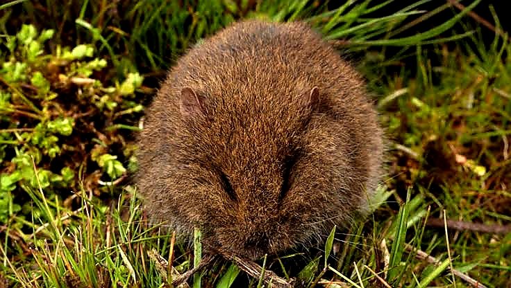 Photo by Museums Victoria