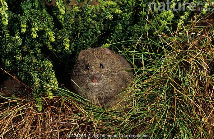 Photo from naturepl.com