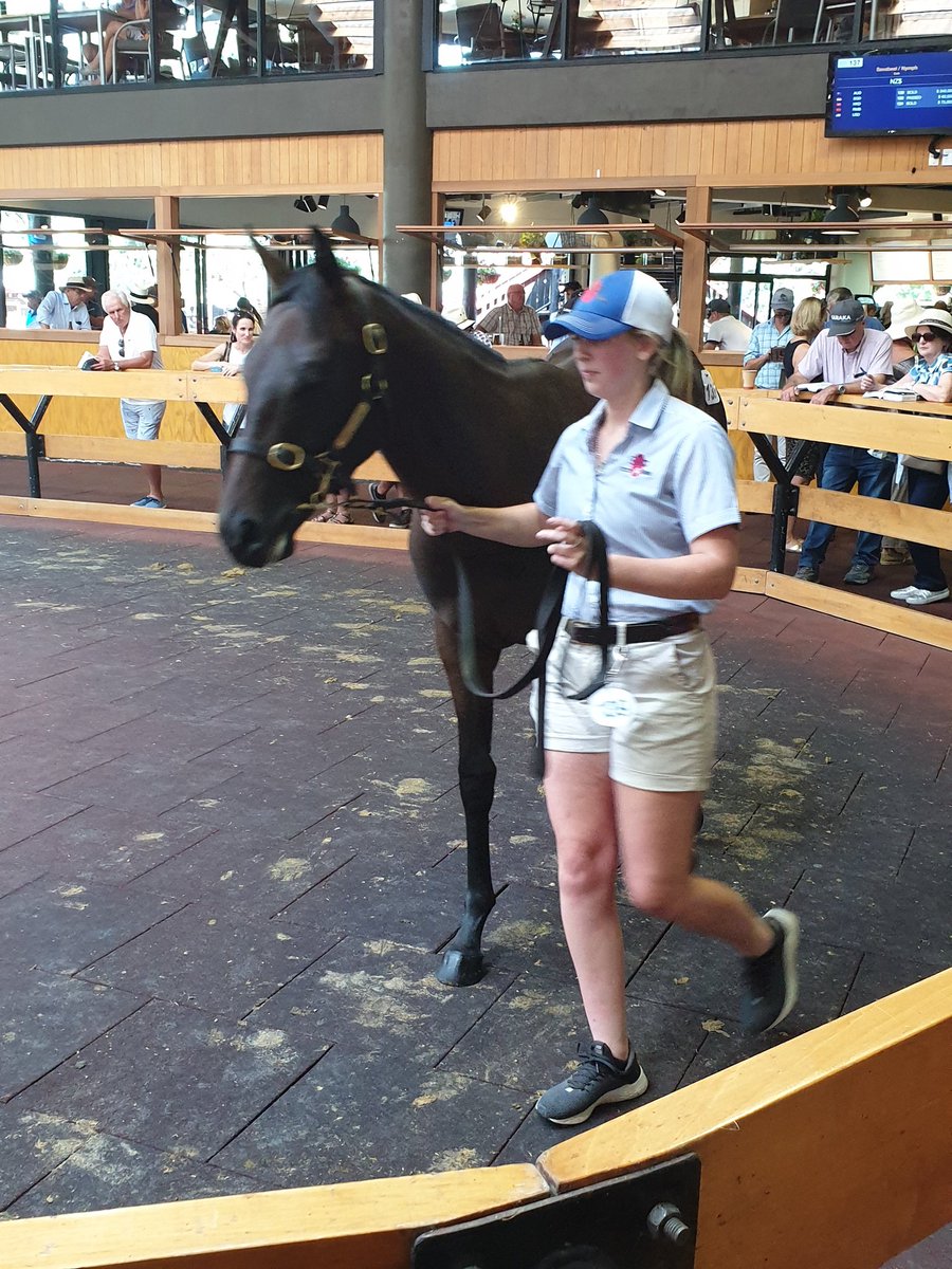 pfahey76's tweet photo. Full sister to Harlech 150k sold 
Darci brahma × obsession  @theoaksstud @KarakaChat #nicefilly https://t.co/K4UxuIQt04
