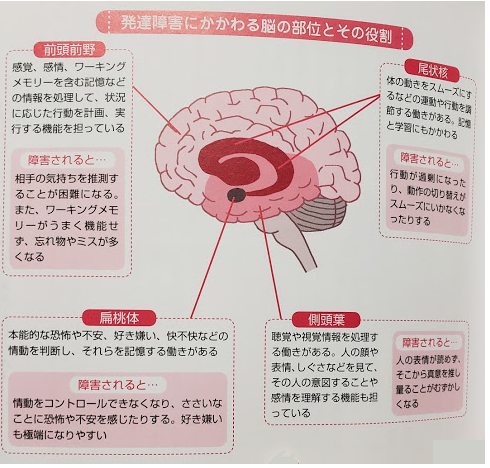 Blue 尾状核 運動や行動を調節する 身体の動きをスムーズにするなど 記憶と学習にも関わる 障害されると 行動が過剰 動作の切り替えがスムーズにいかない T Co Dktfsn1qpa Twitter Blue 尾状核 運動や行動を調節する 身体の動きをスムーズにするなど 記憶と学習にも関わる 障害されると 行動が過剰 動作の切り替えがスムーズにいかない T Co Dktfsn1qpa Twitter