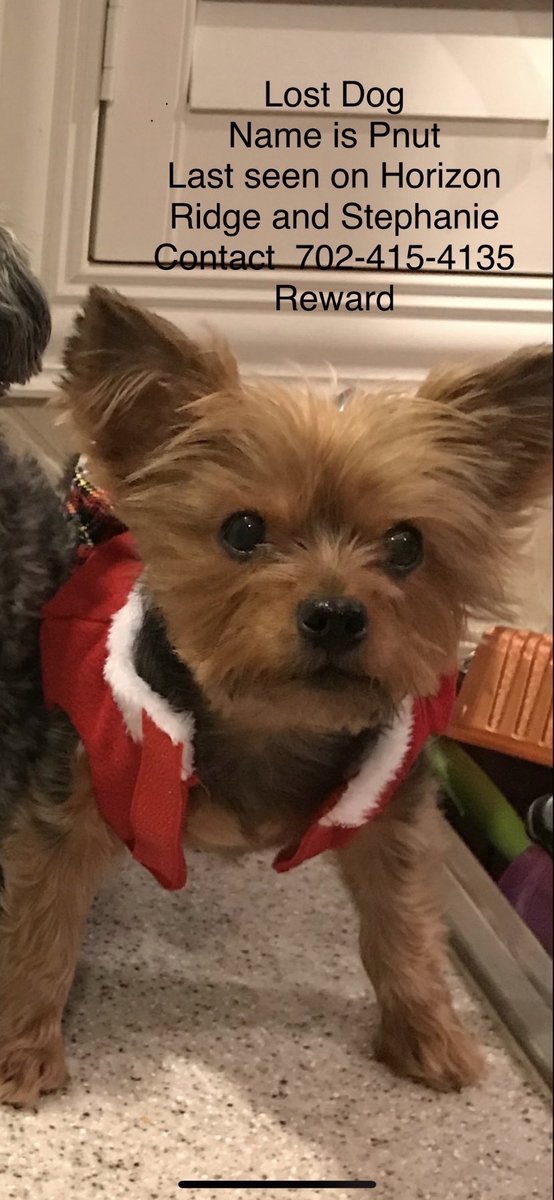 Maaary_D's tweet image. Lost Dog! Her name is Pnut. Last seen on Horizon Ridge &amp;amp; Stephanie. Please contact (702) 415-4135.