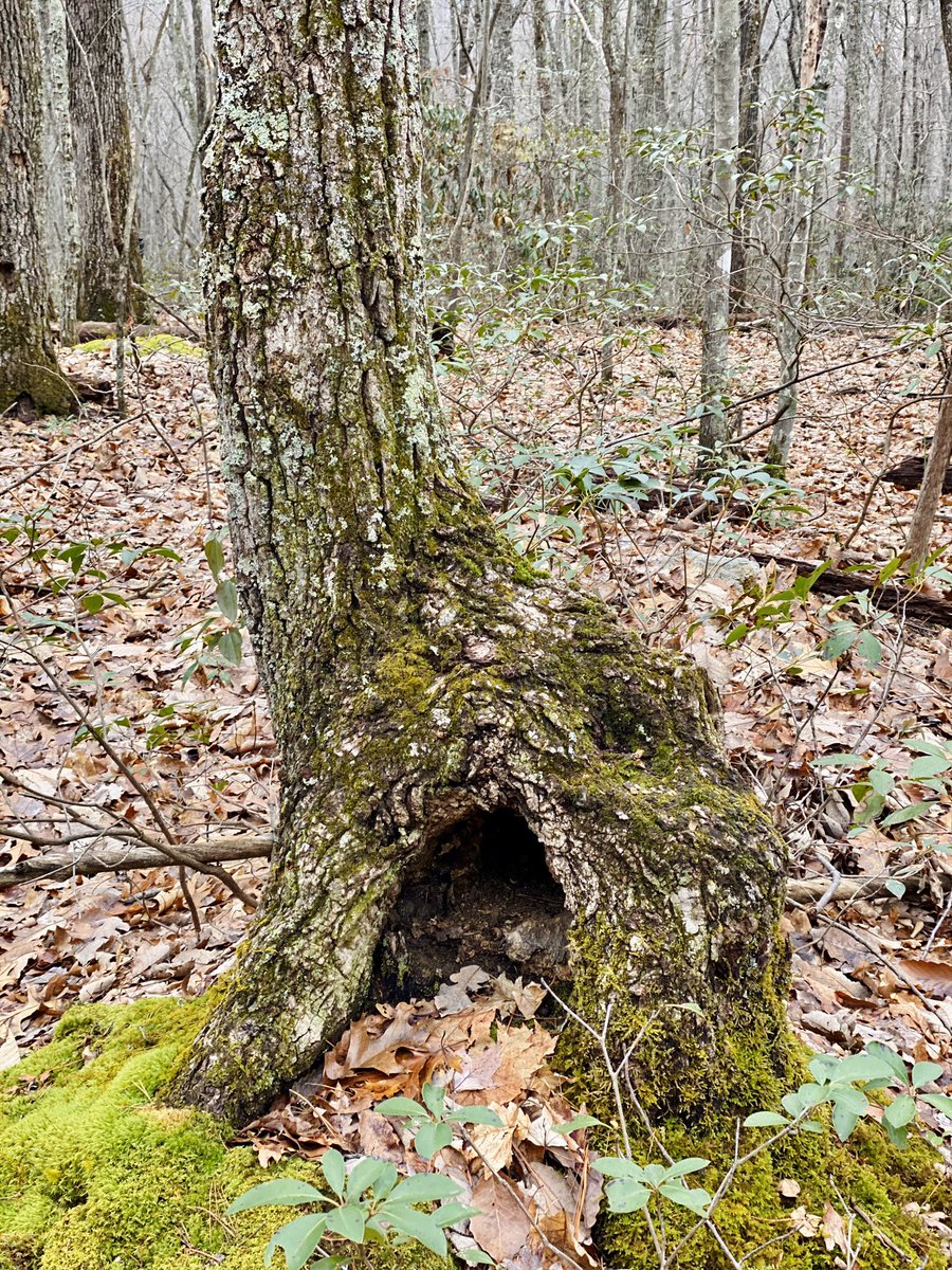 RepFaison's tweet photo. Since I was a little boy, Iโve always been enthralled by what nature can do. On my hike today, I enjoyed wondering what and how this happened? When is the last time you took a hike just to see how amazing nature is? #IntelligentDesigner https://t.co/09lQBXHQ7G