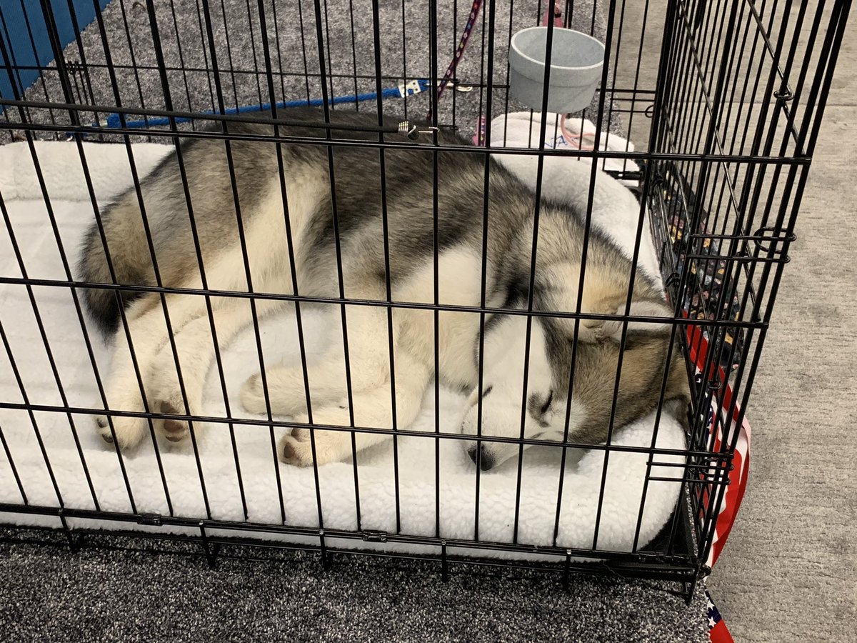 GoldenGateKC's tweet photo. All the pups are doggone tired after having a blast at Day 1 of the #goldengatedogshow! But they’ll be bright eyed and bushy tailed for Day 2 tomorrow. 🐾  Come and meet the best of breeds Sunday from 8am-5pm. Tickets: https://t.co/mTufCgPeNo https://t.co/X72l8o6ozt